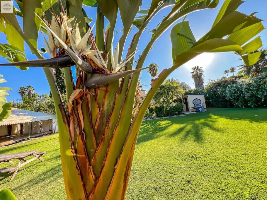 Finca Tierra Sana Estepona Kültér fotó