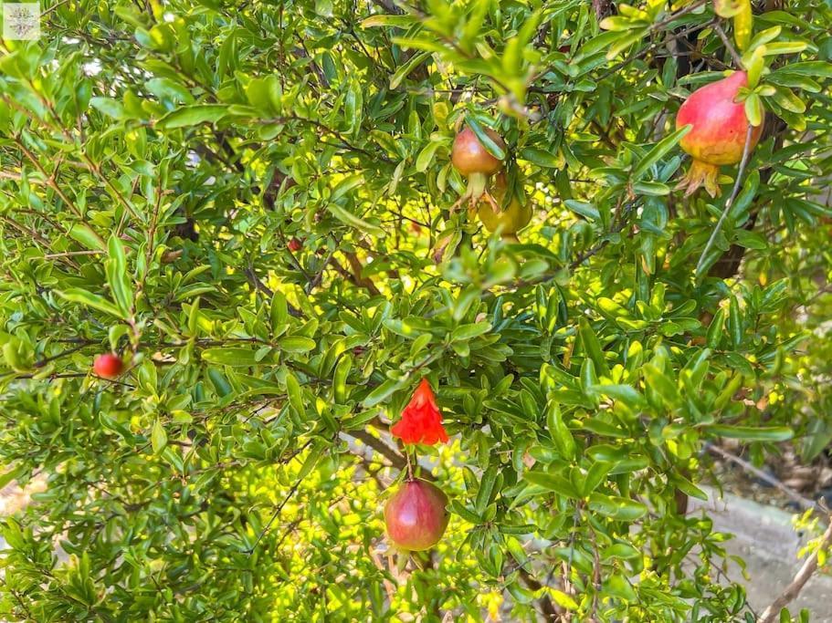 Finca Tierra Sana Estepona Kültér fotó